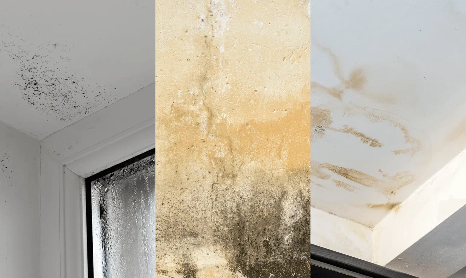 Mould & Damp Treatment